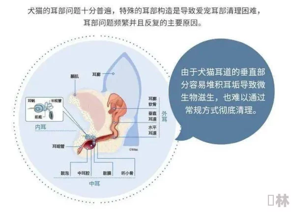 lubuntu最佳线路：网友热议如何选择最适合自己的Lubuntu版本与安装方式，分享使用体验和技巧建议