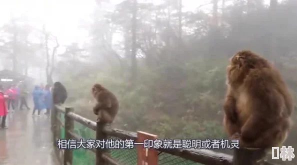 打牌生猴子的视频：看这场精彩对局如何引发意外惊喜，令人捧腹大笑的瞬间不断上演！