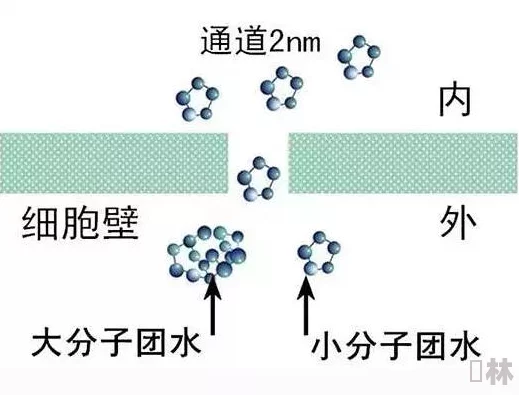 一面亲上边一面膜下边全是水，科学家发现新型水分子结构，颠覆传统化学认知！